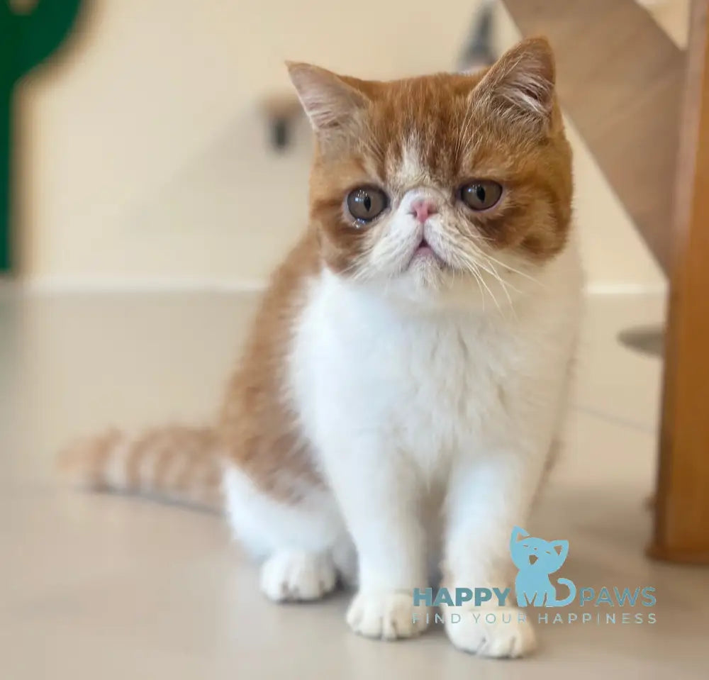 Frant Exotic male red tabby bicolour live animals