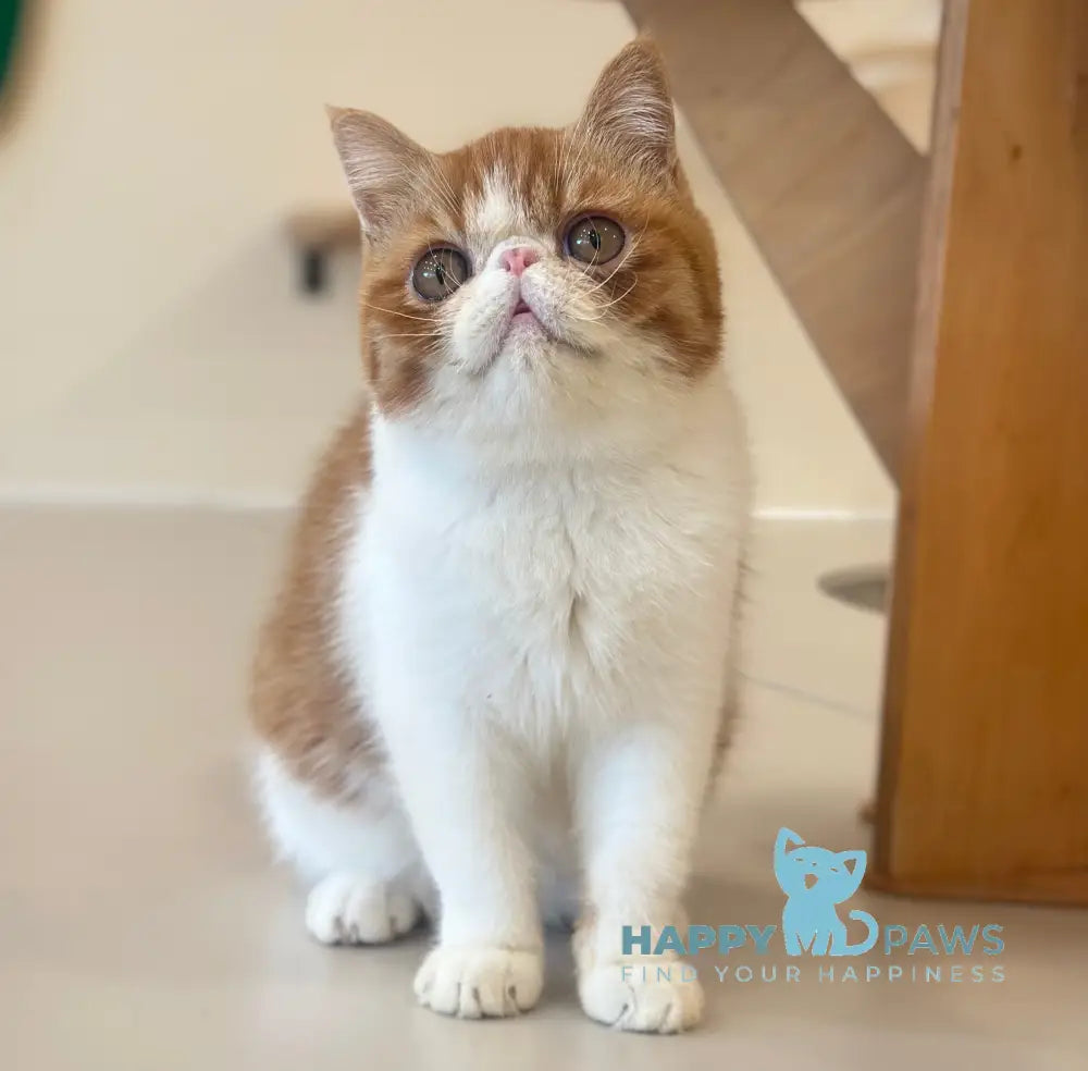 Frant Exotic male red tabby bicolour live animals