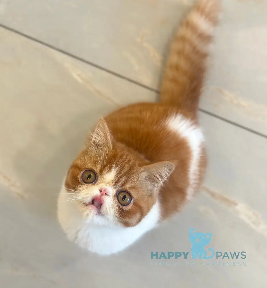 Frant Exotic male red tabby bicolour live animals