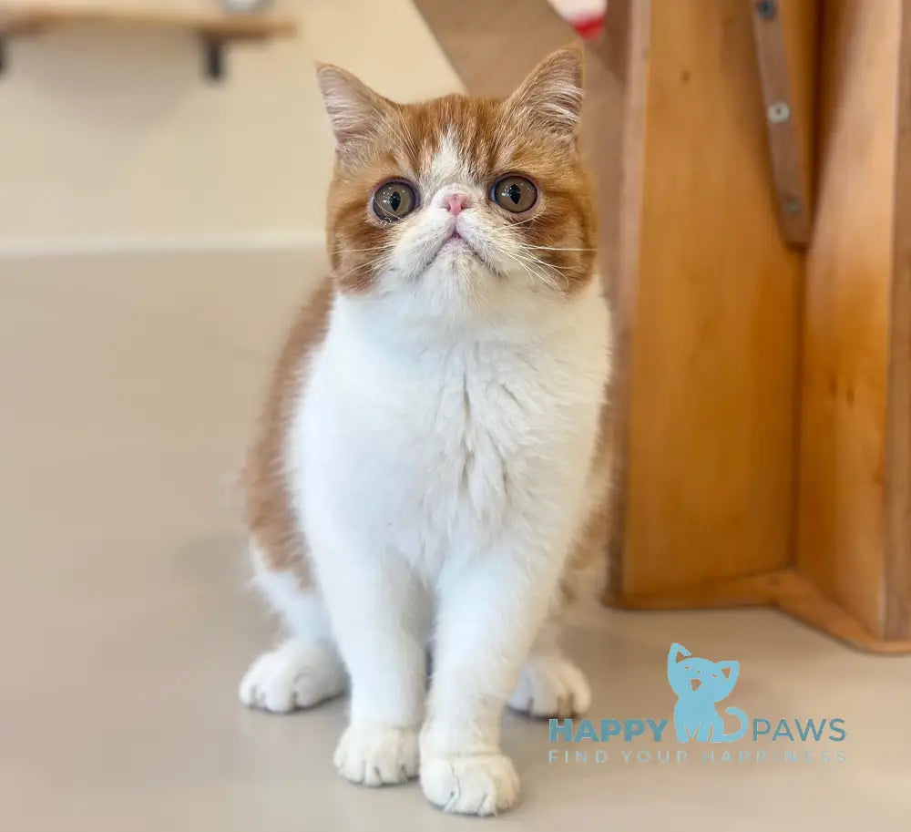 Frant Exotic male red tabby bicolour live animals