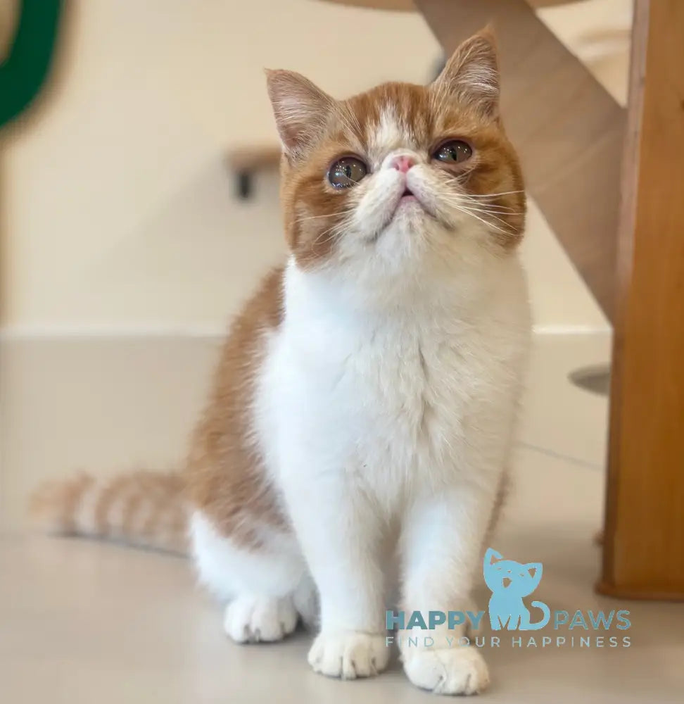 Frant Exotic male red tabby bicolour live animals