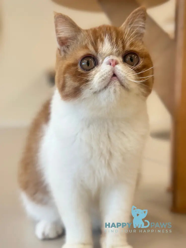 Frant Exotic male red tabby bicolour live animals