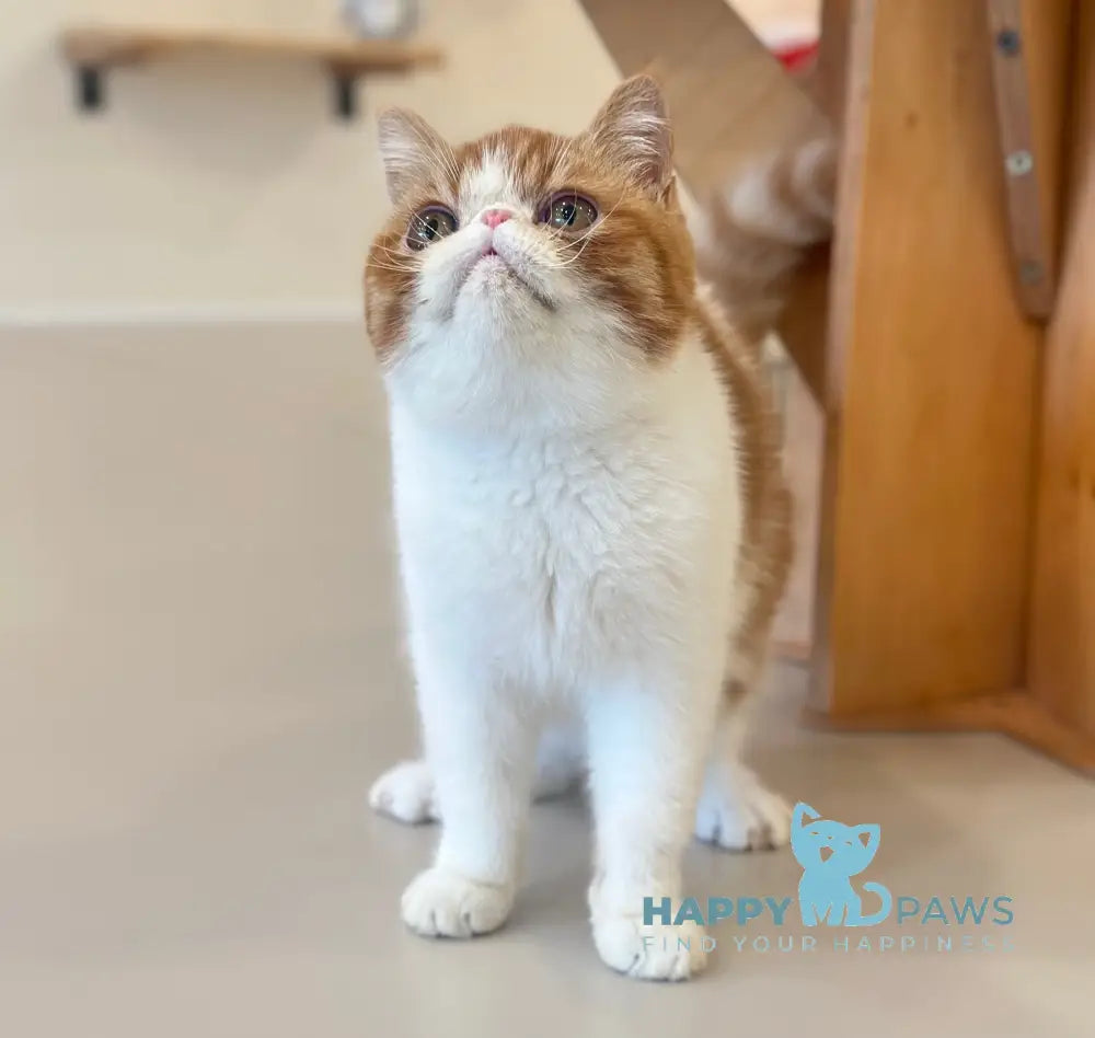 Frant Exotic male red tabby bicolour live animals