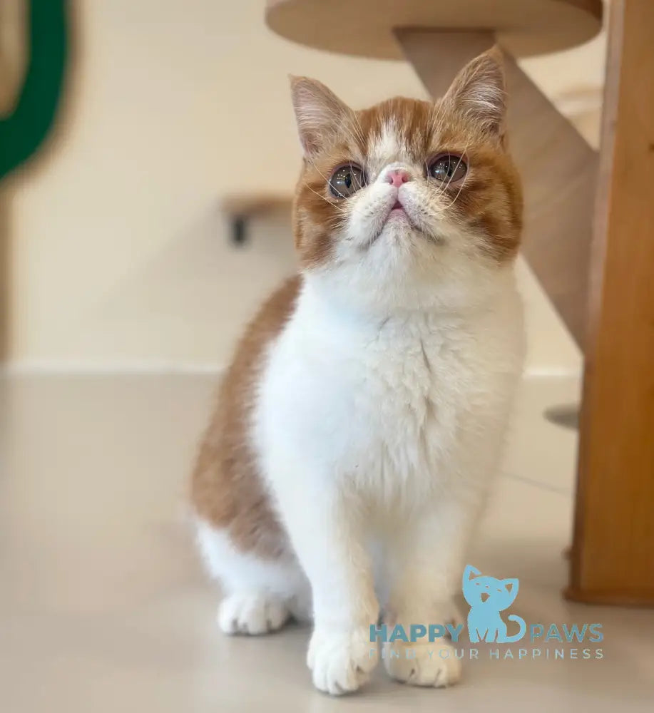 Frant Exotic male red tabby bicolour live animals