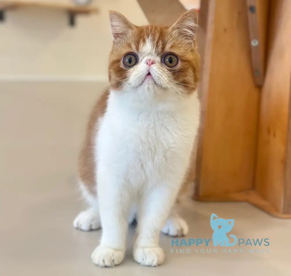 Frant Exotic male red tabby bicolour live animals