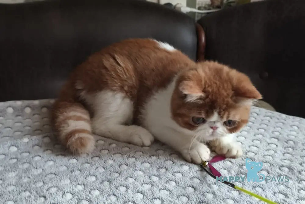 Frant Exotic male red tabby bicolour live animals