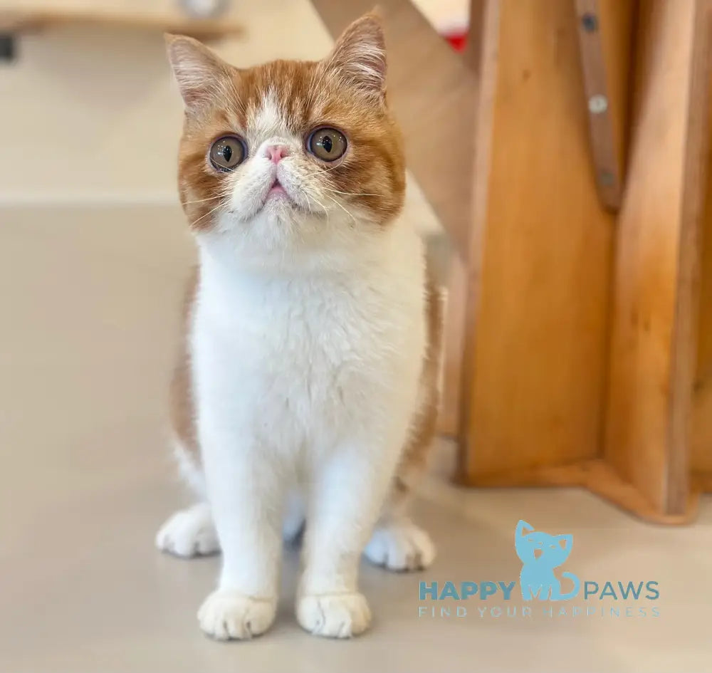 Frant Exotic male red tabby bicolour live animals