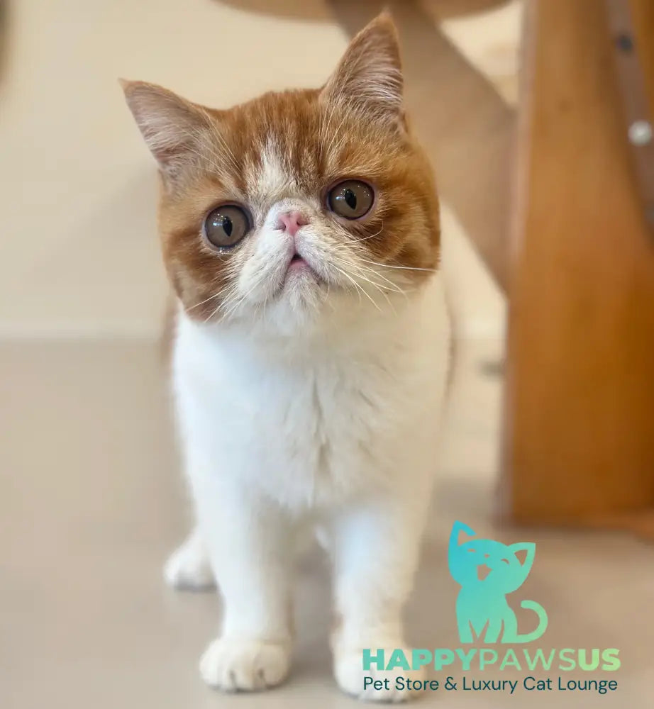Frant Exotic male red tabby bicolour live animals