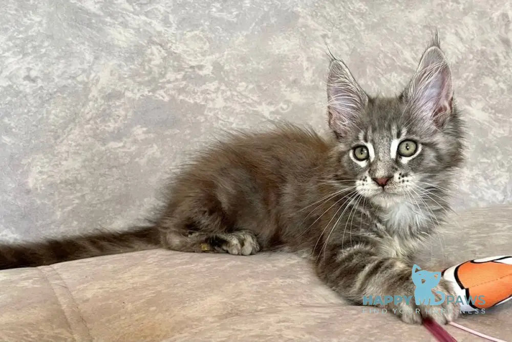 Frant Maine Coon male blue tabby live animals