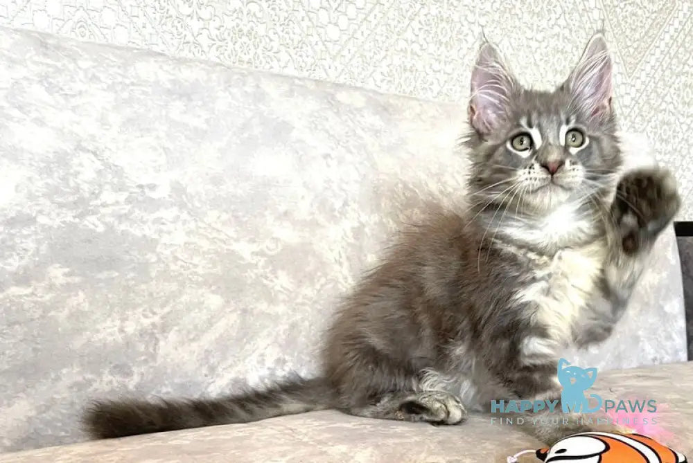 Frant Maine Coon male blue tabby live animals