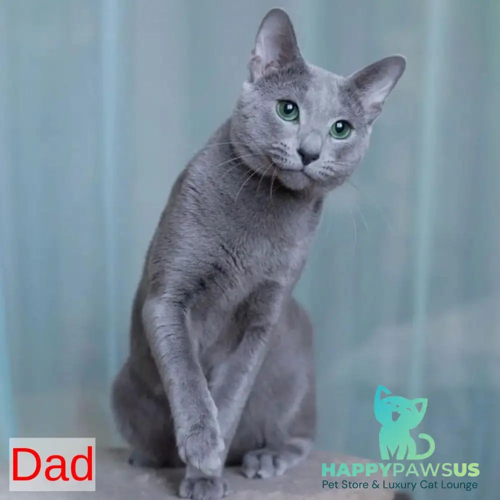 Frant Russian Blue male blue - live animals