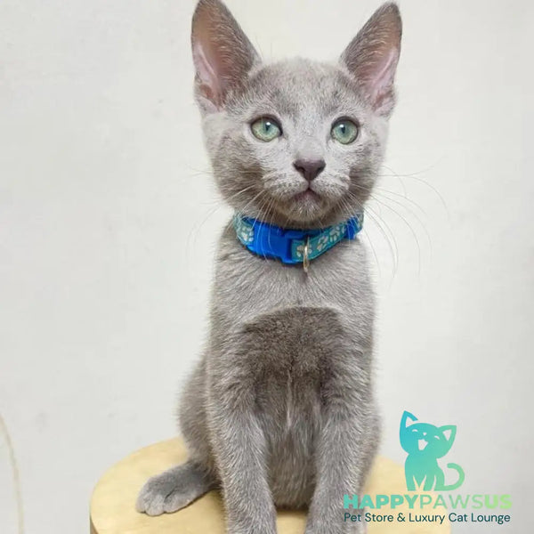 Frant Russian Blue male blue - live animals