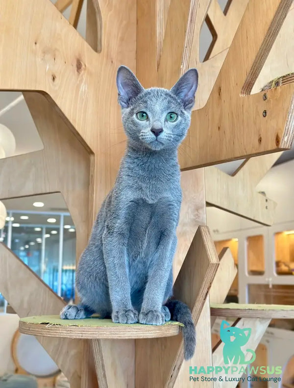 Frant Russian Blue male blue - live animals