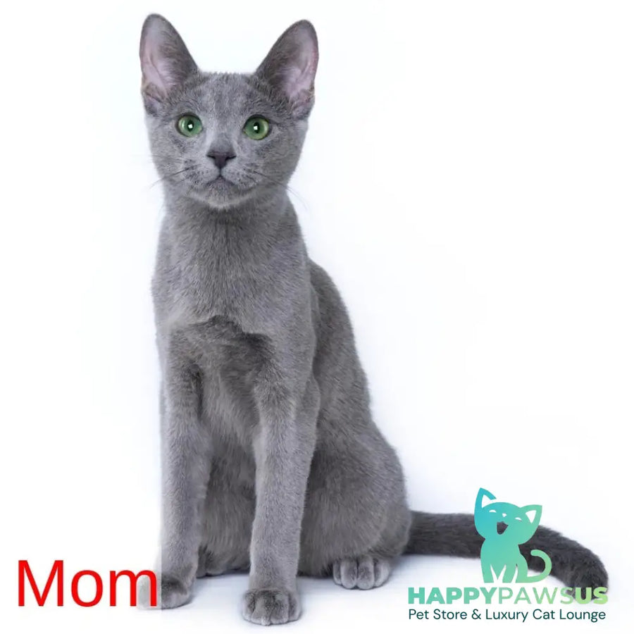 Frant Russian Blue male blue - live animals