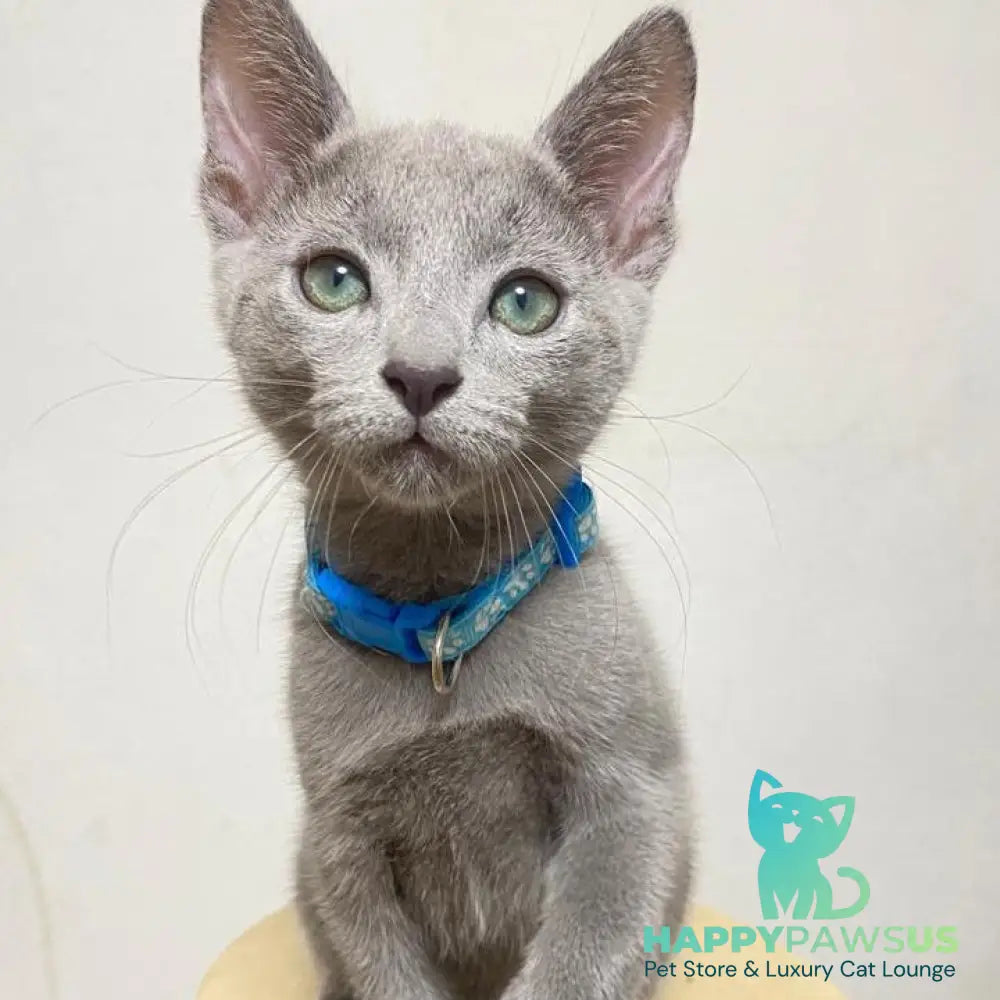 Frant Russian Blue male blue - live animals