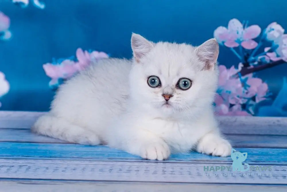 Frapen British Shorthair male black silver shaded live animals