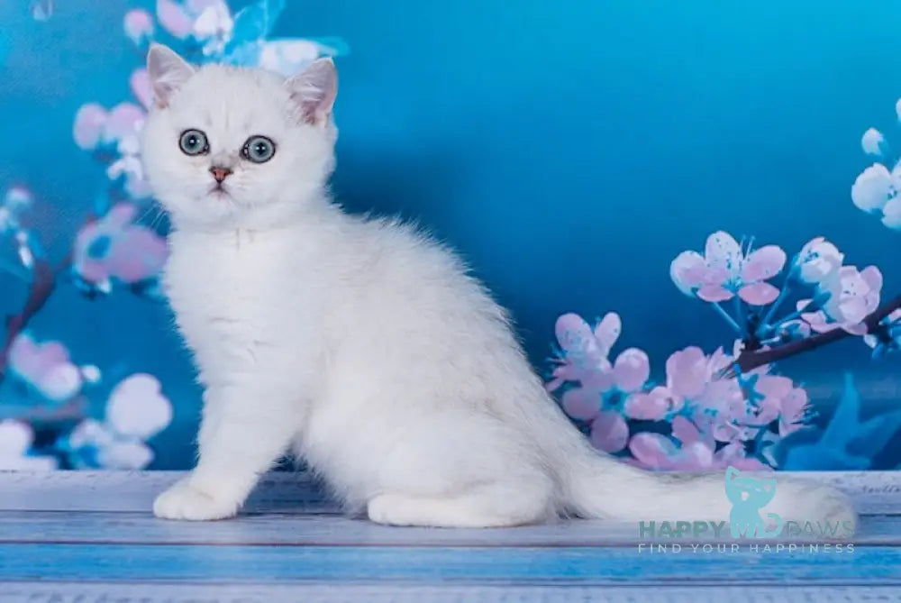 Frapen British Shorthair male black silver shaded live animals