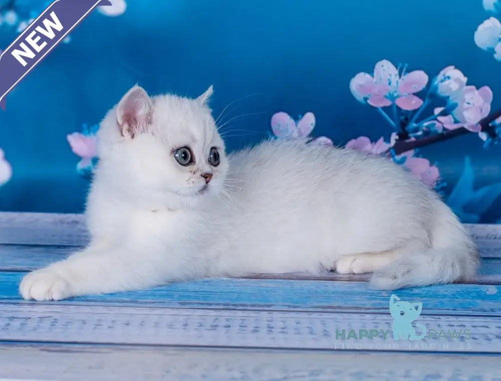 Frapen British Shorthair male black silver shaded live animals