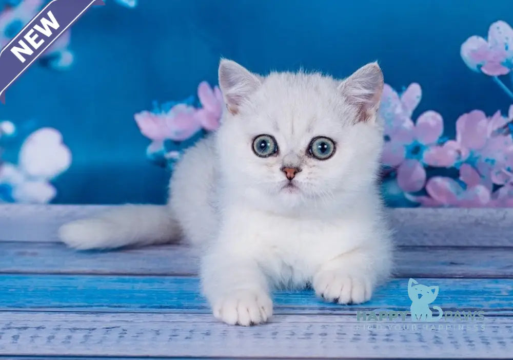Frapen British Shorthair male black silver shaded live animals