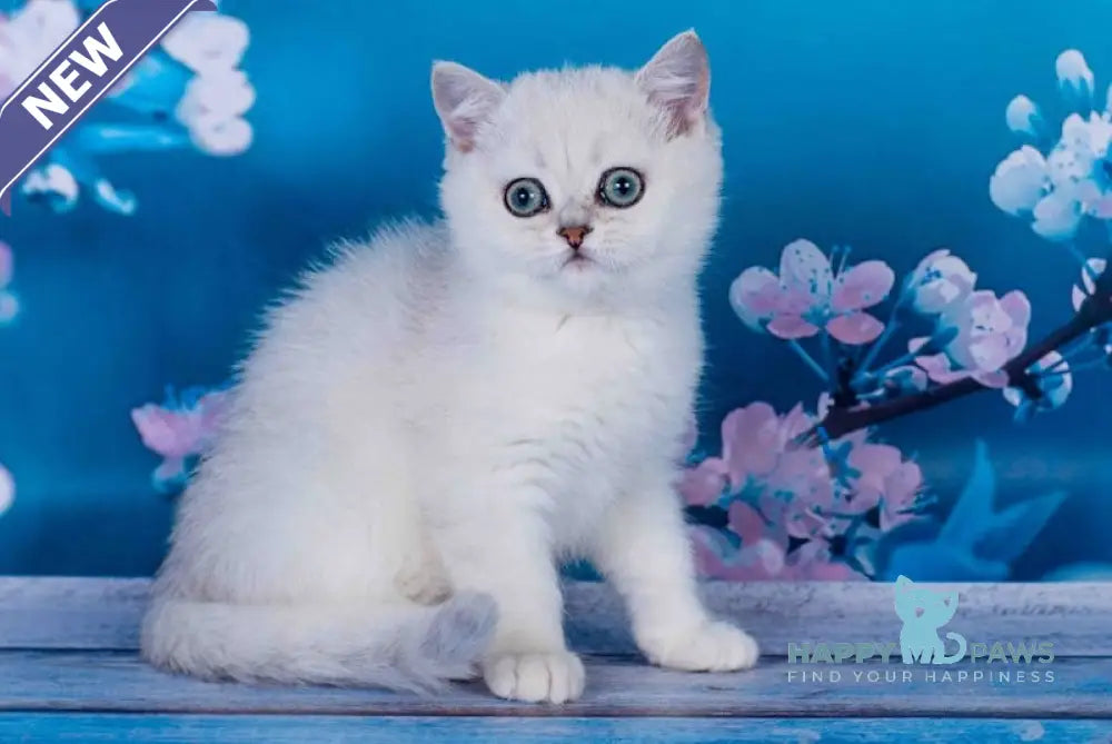 Frapen British Shorthair male black silver shaded live animals