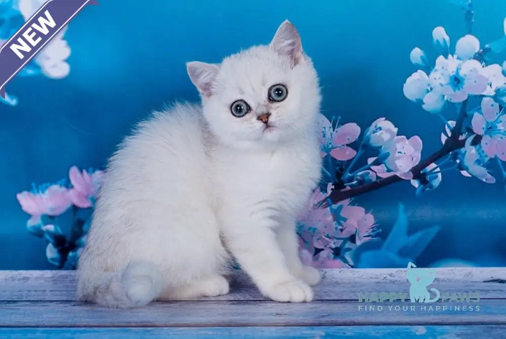 Frapen British Shorthair male black silver shaded live animals