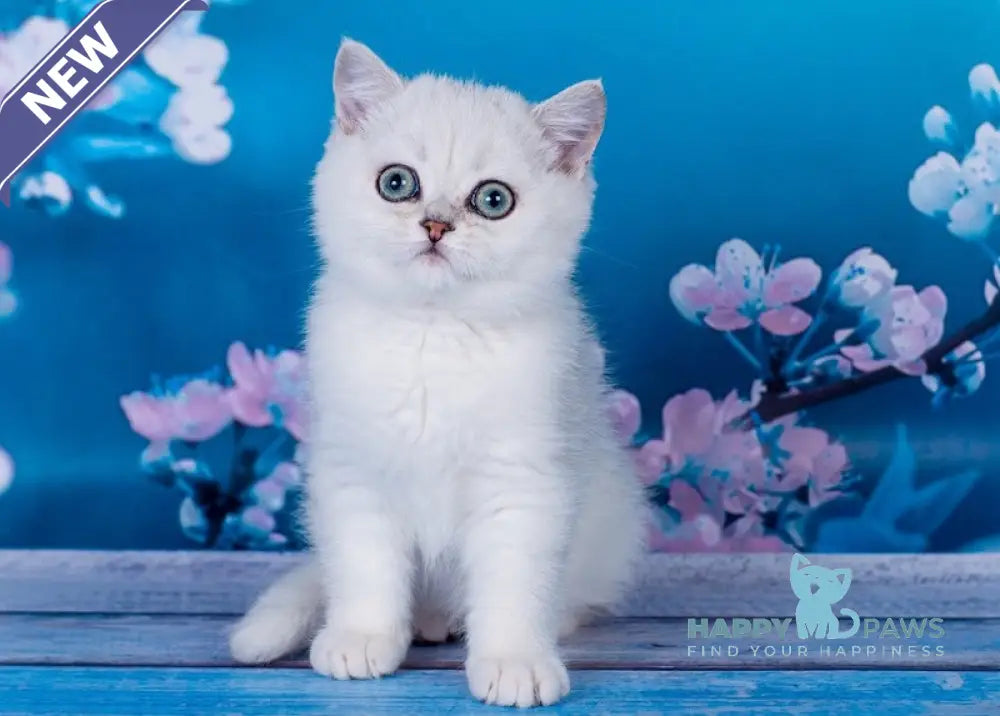 Frapen British Shorthair male black silver shaded live animals