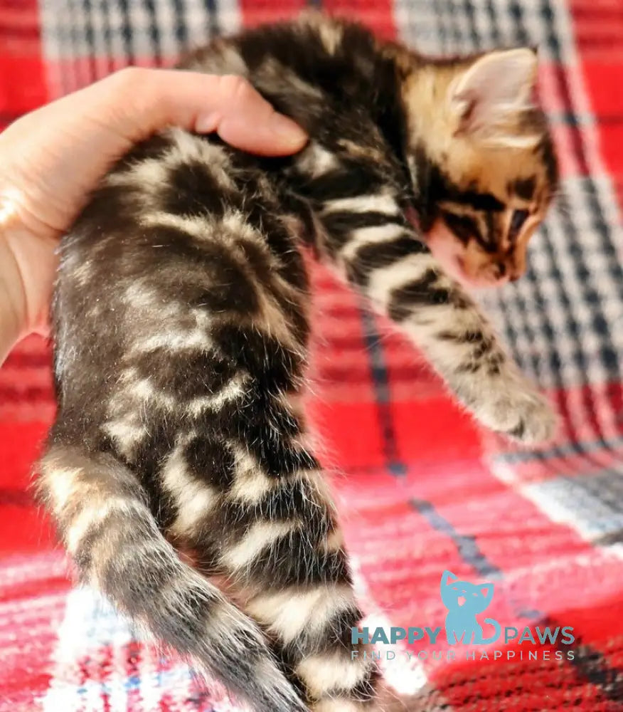 Fred Bengal male black spotted tabby live animals
