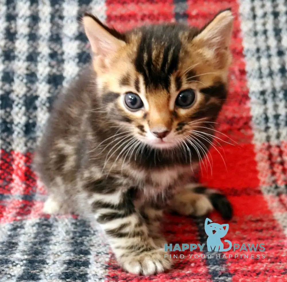 Fred Bengal male black spotted tabby live animals