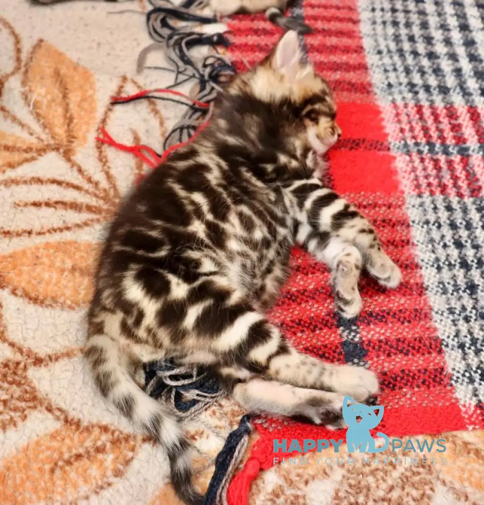 Fred Bengal male black spotted tabby live animals