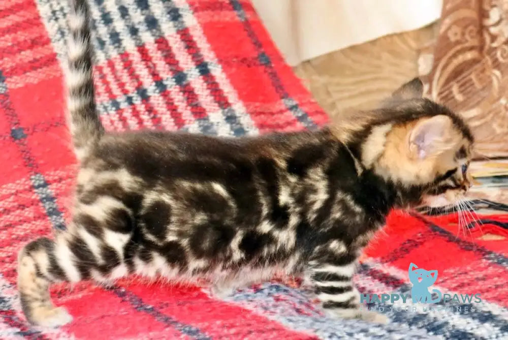 Fred Bengal male black spotted tabby live animals