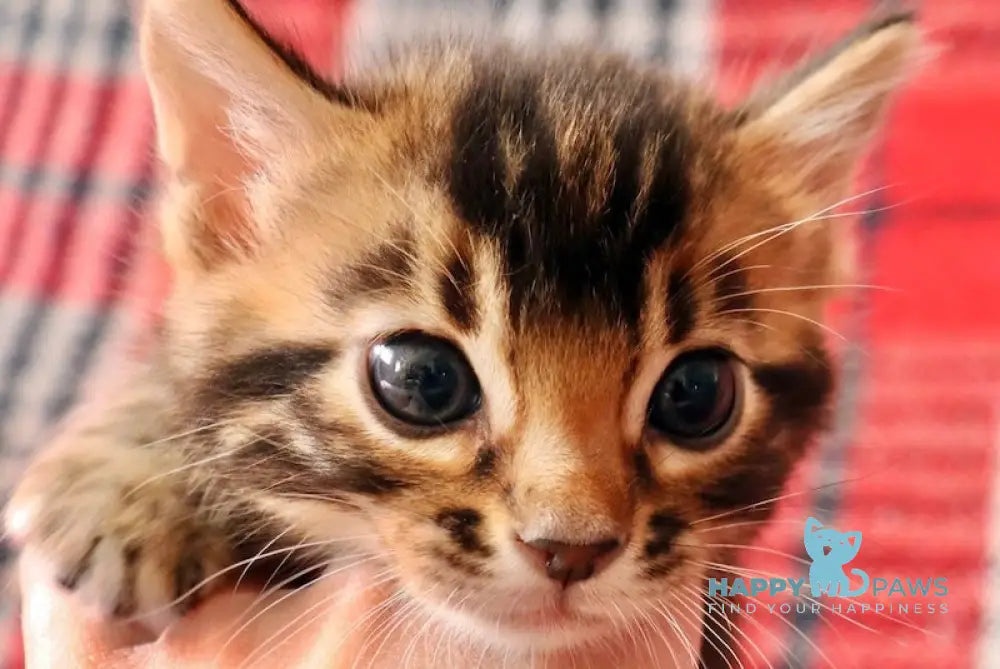 Fred Bengal male black spotted tabby live animals