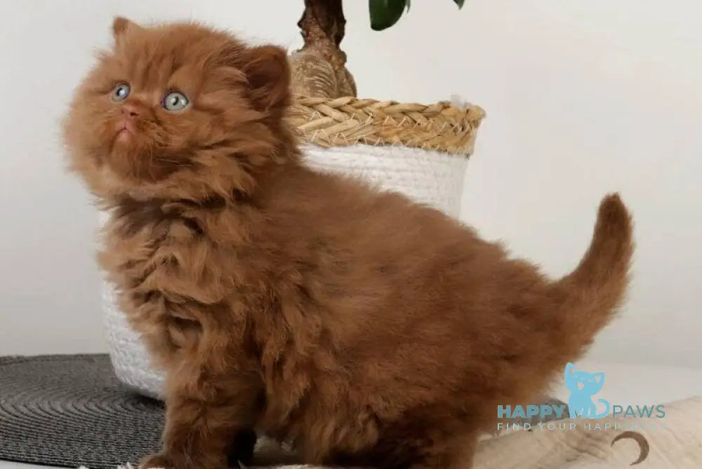 Fred British Longhair male cinnamon - live animals
