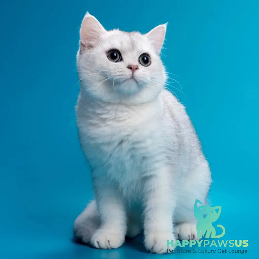 Fred British Shorthair male chocolate silver shaded - live animals