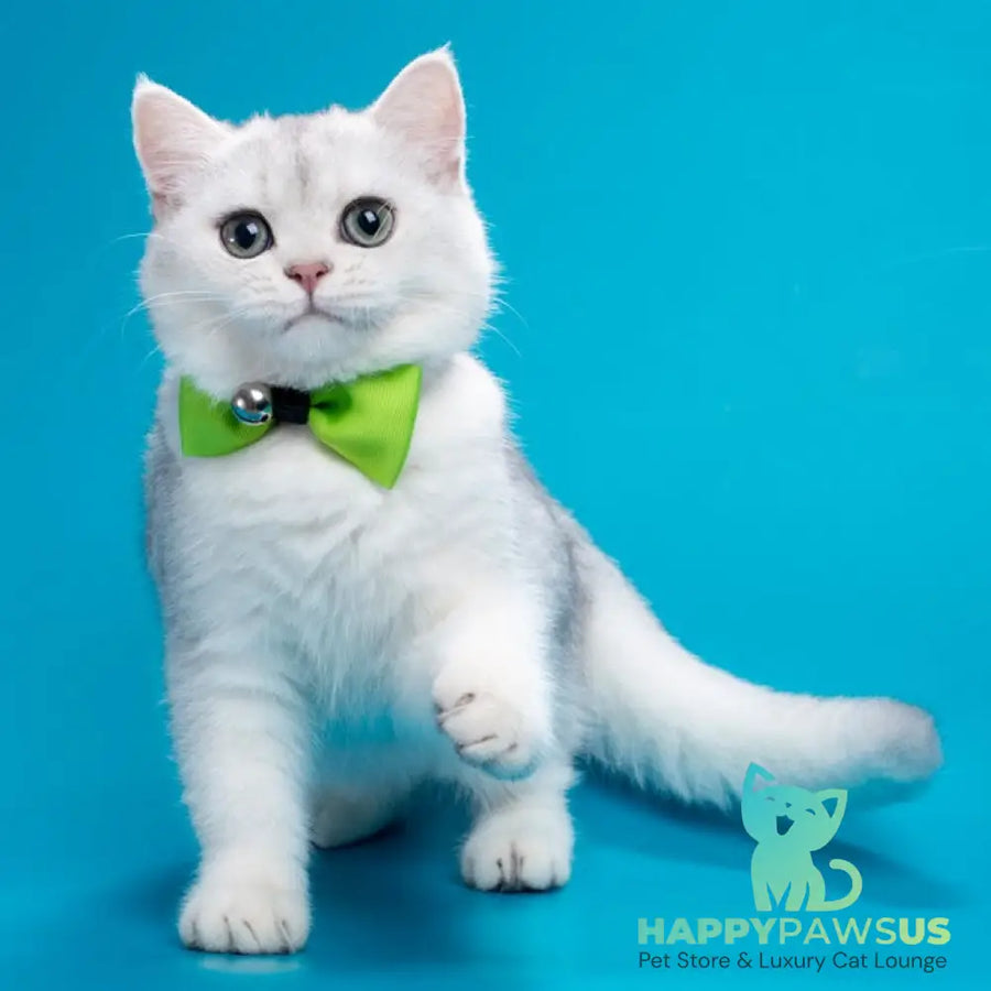 Fred British Shorthair male chocolate silver shaded - live animals