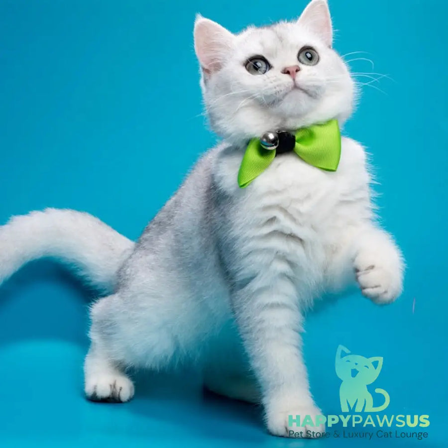 Fred British Shorthair male chocolate silver shaded - live animals