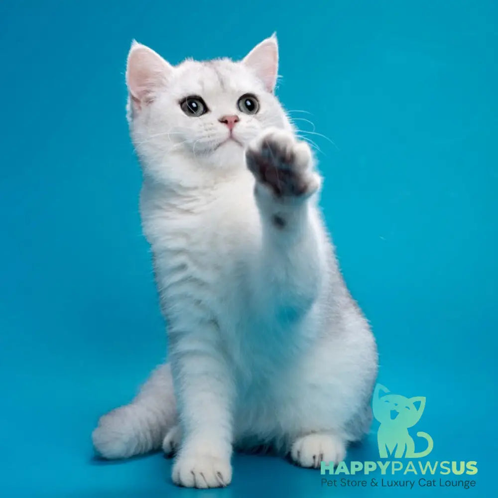 Fred British Shorthair male chocolate silver shaded - live animals