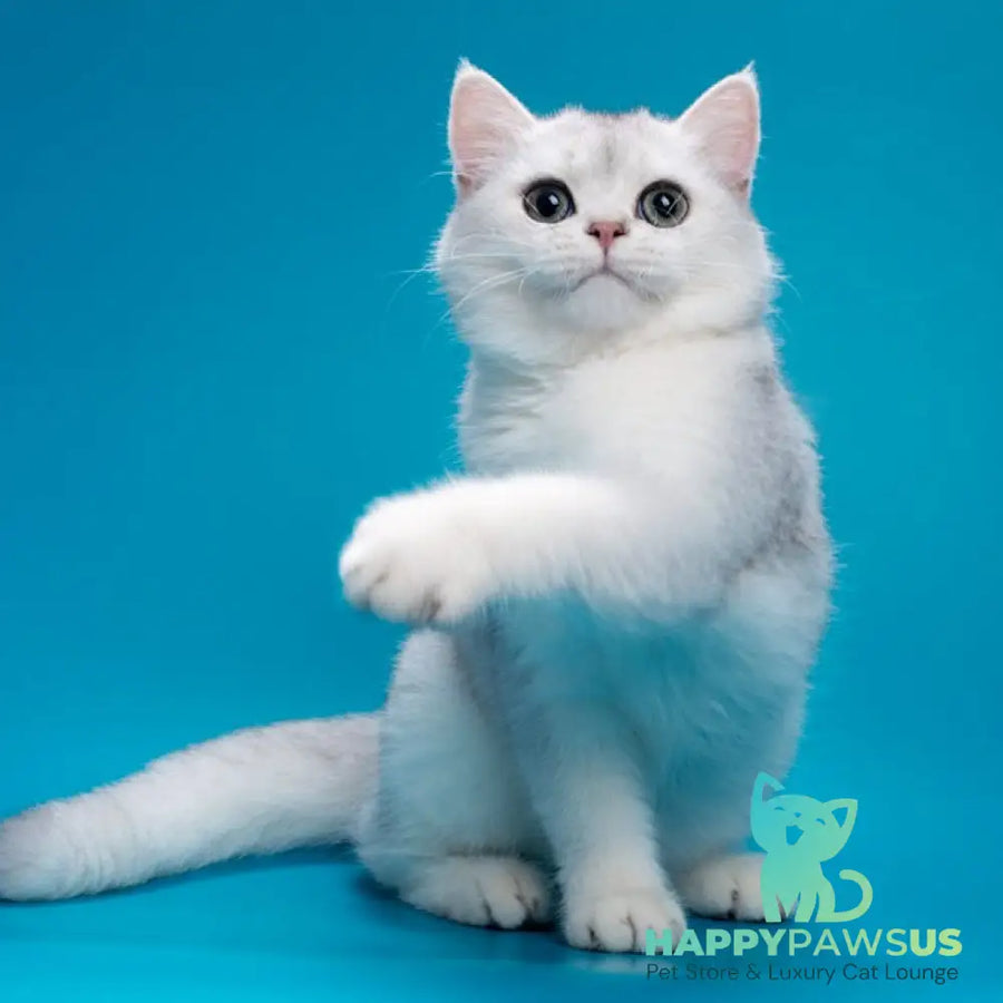 Fred British Shorthair male chocolate silver shaded - live animals