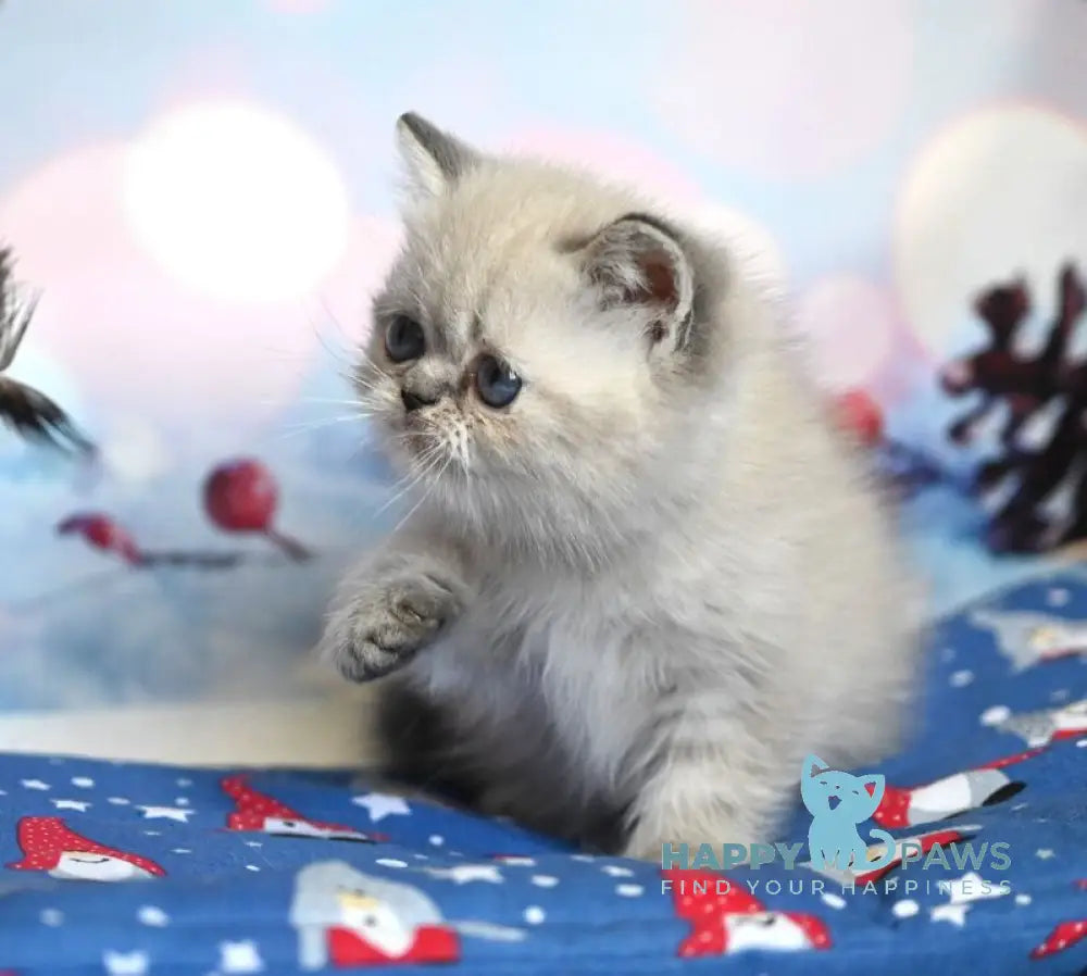 Fred Exotic male blue tabby pointed live animals