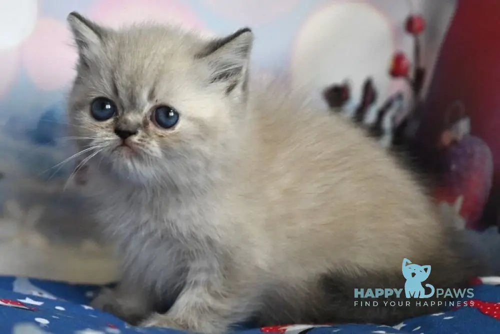 Fred Exotic male blue tabby pointed live animals