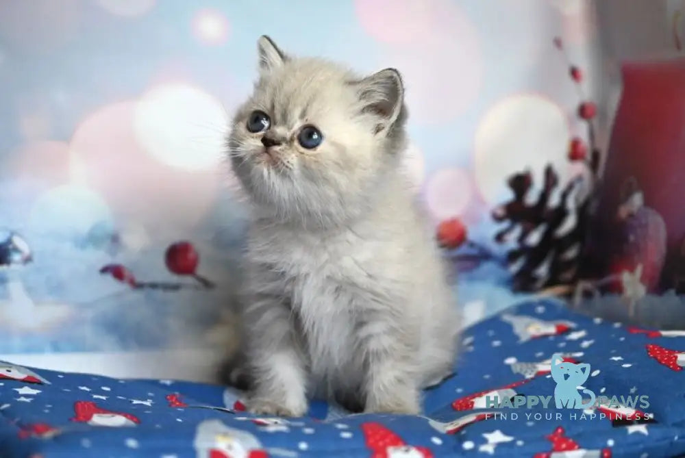 Fred Exotic male blue tabby pointed live animals