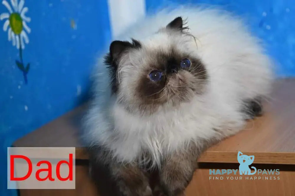 Fred Exotic male blue tabby pointed live animals