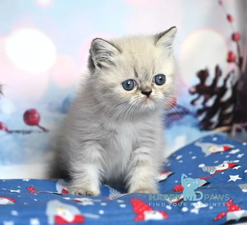 Fred Exotic male blue tabby pointed live animals