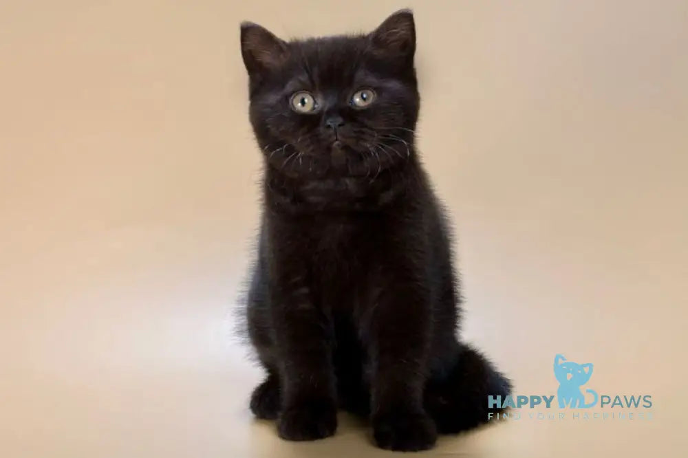 Freddie British Shorthair male black live animals