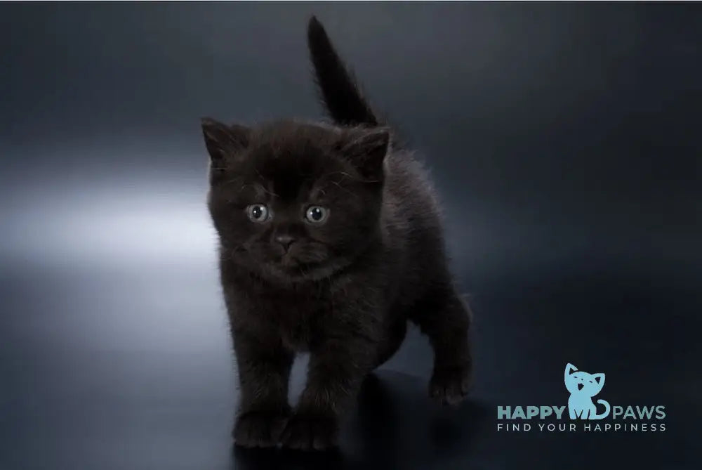 Freddie British Shorthair male black live animals