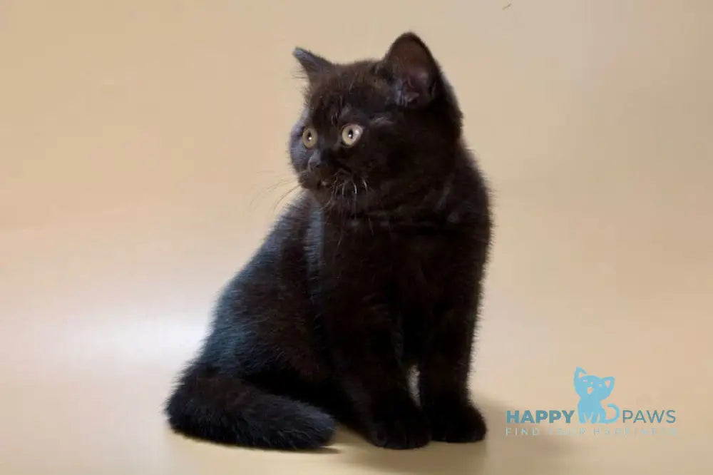 Freddie British Shorthair male black live animals