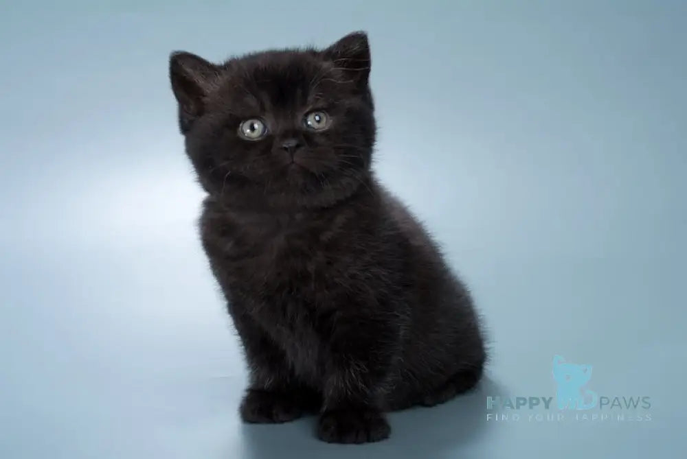 Freddie British Shorthair male black live animals