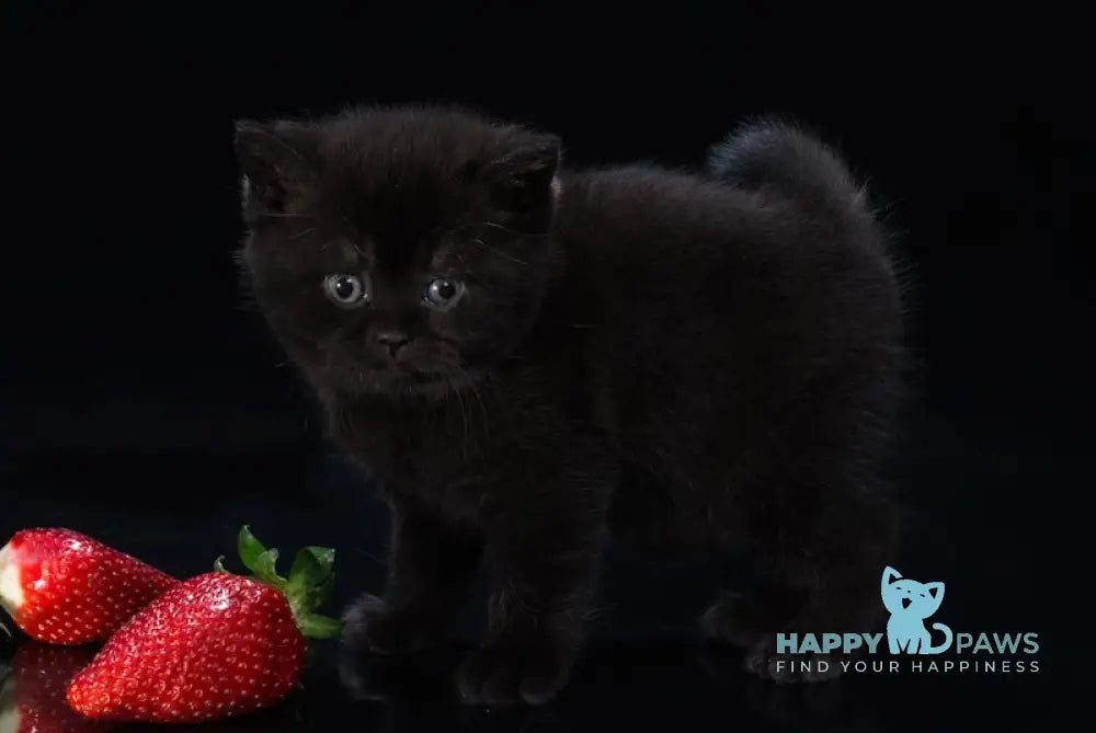 Freddie British Shorthair male black live animals