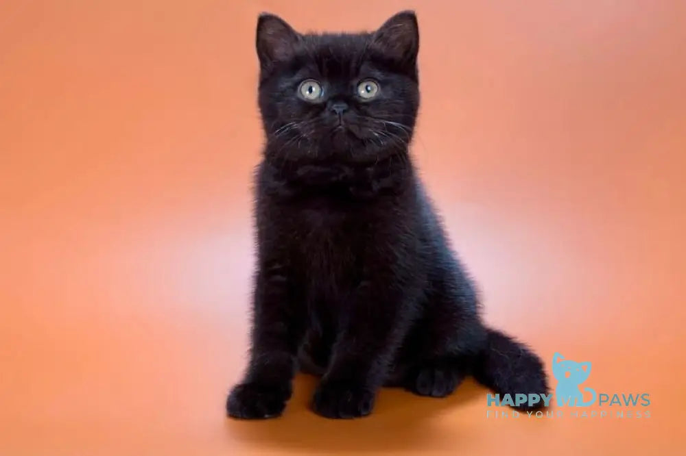 Freddie British Shorthair male black live animals