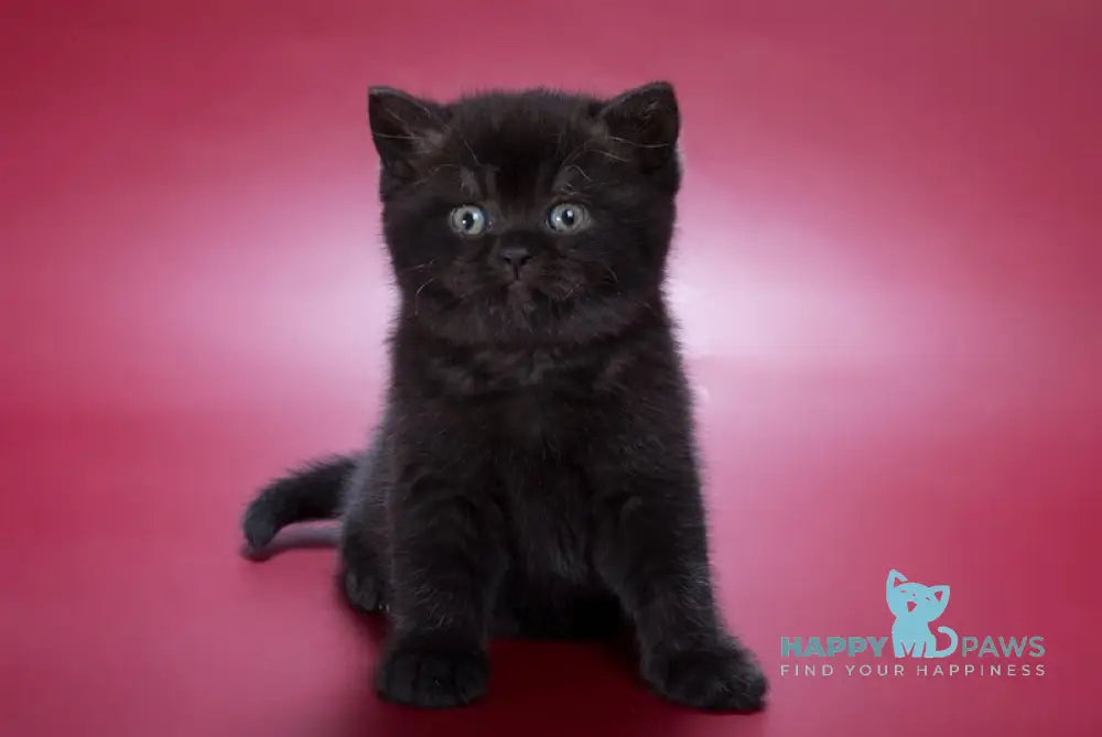Freddie British Shorthair male black live animals