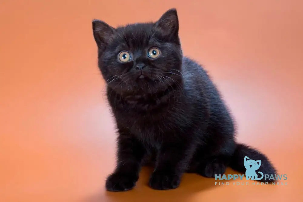 Freddie British Shorthair male black live animals